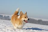 CORGI PEMBROKE 981